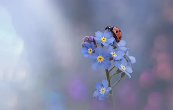 Картинка цветок, божья коровка, бутоны, flower, ladybug, buds