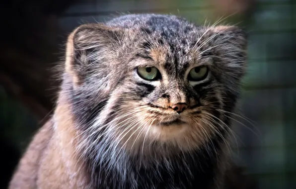 Самый древний хищник — кот манул — 4 Лапки | Pallas's cat, Cat vs dog, Wild cats
