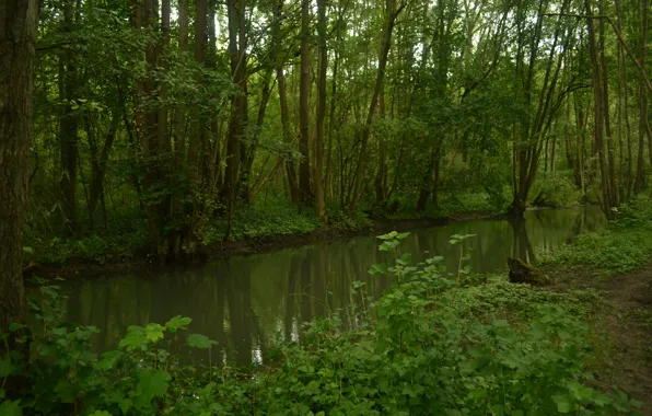 Картинка Зелень, Вода, Природа, Трава, Лес, Лето, Nature, Grass