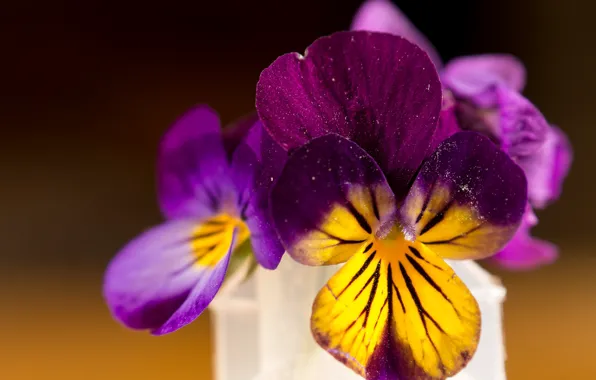 Картинка Макро, Flowers, Анютины глазки, Macro, Pansies