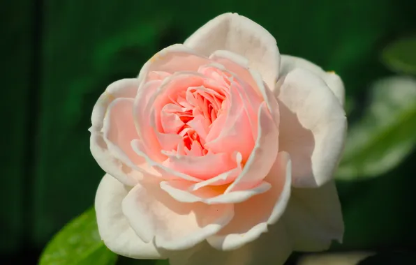 Rose, flower, garden, blooming