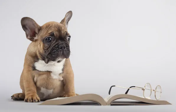 Собака, очки, книга