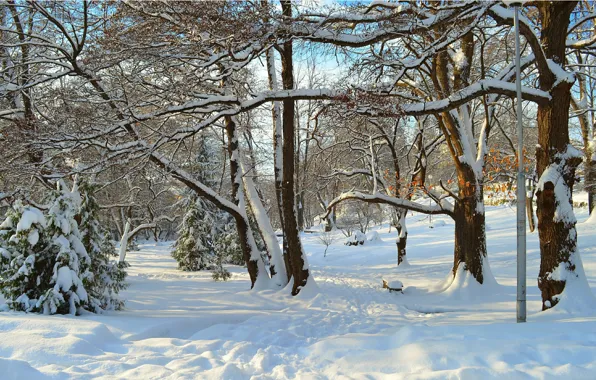 Картинка Зима, Деревья, Снег, Лучи, Парк, Winter, Park, Snow