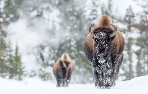Картинка зима, снег, бизоны