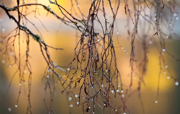 Drops, sunlight, branches