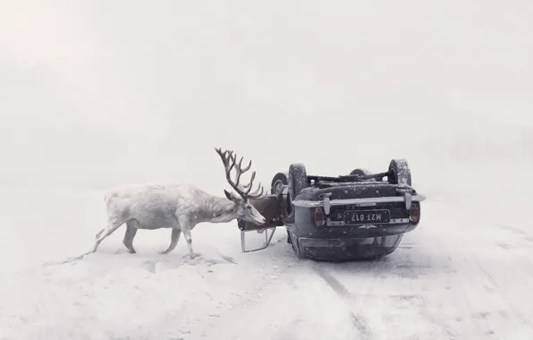Картинка зима, дорога, машина, олень