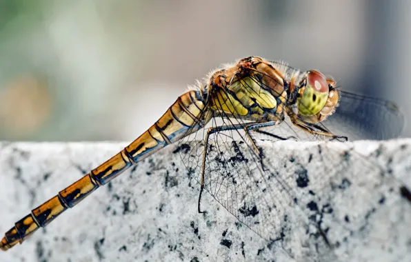 Legs, stone, wings, insect, head, marble, Dragonfly, granite