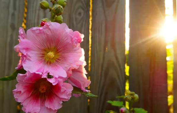 Flower, garden, blooming, mallow