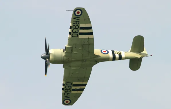 Airplane, aviation, Hawker Sea Fury