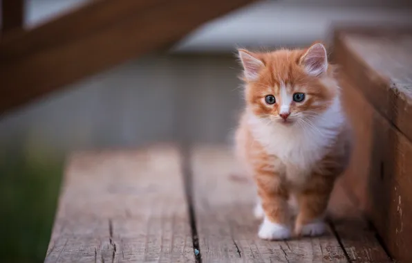 Картинка кошка, взгляд, поза, котенок, фон, доски, рыжий, лестница