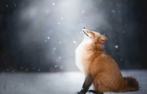 Зима, снег, лиса, лис
