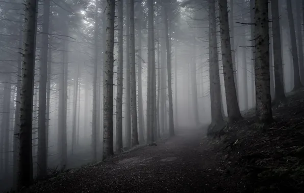 Лес, деревья, природа, туман