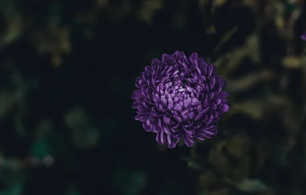 Цветы, Природа, Цветок, Растение, Растения, Nature, Flower, Macro