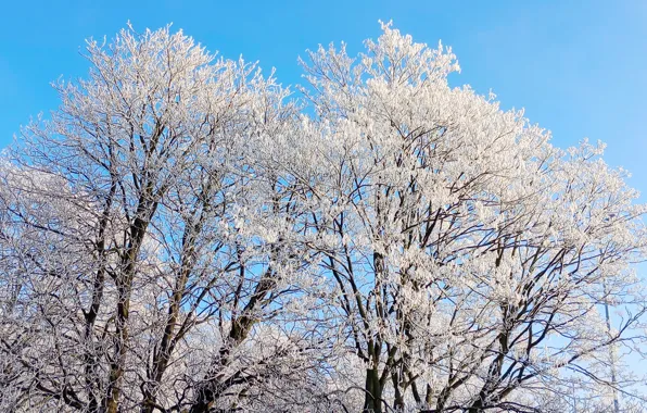 White, forest, snow, tree, frost