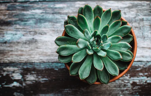 Цветок в горшке, Echeveria, Эхеверия, Цветок на столе