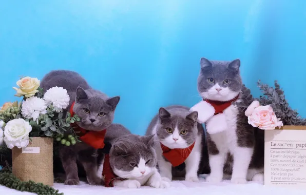 Взгляд, кошки, поза, котенок, котята, милые, мордашки
