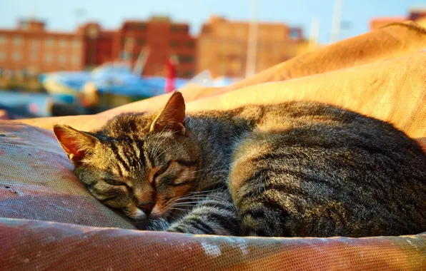 Кошка, животные, кот, серый, улица, лежит, солнечно, полосатый
