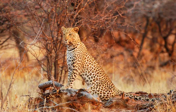 Леопард, дикая природа, Queen of the Bush