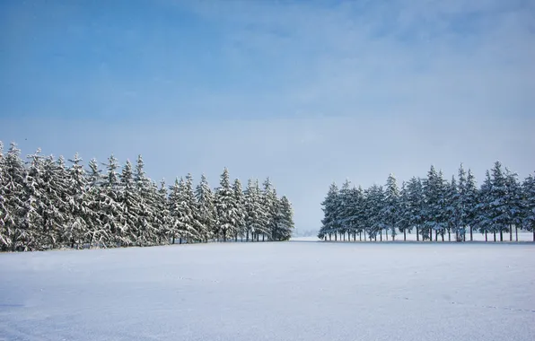 Картинка зима, снег, елки