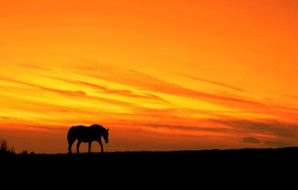 Картинка ночь, природа, конь