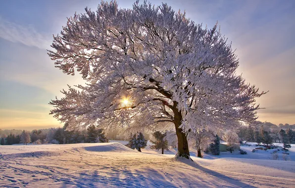Картинка зима, солнце, снег, природа, иний, дерево