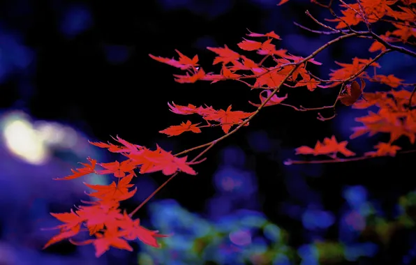 Осень, листья, ветка, клен