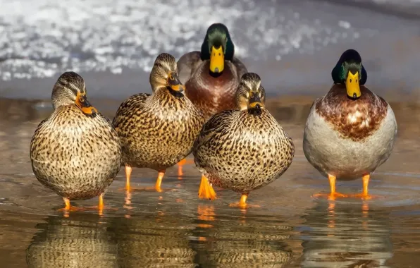 Bird, duck, wildlife, wild, feather, poultry, auna, beak f