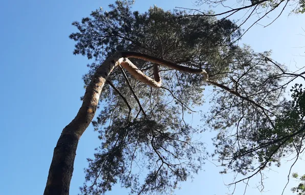 Drzewa, Sosna, błękitne niebo, korona