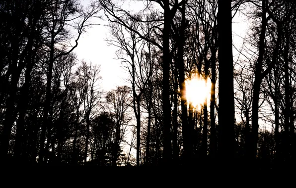 Winter, Sun, Sunshine, Forest, Branches, Contrast, Sunrays