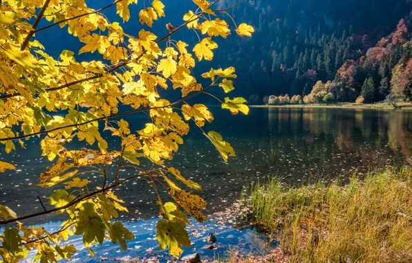 Картинка осень, лес, трава, пейзаж, ветки, природа, озеро, дерево