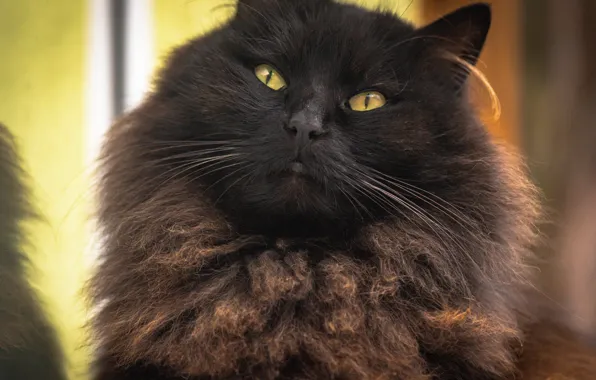 Кошка, кот, взгляд, черный, портрет, желтый фон, желтые глаза