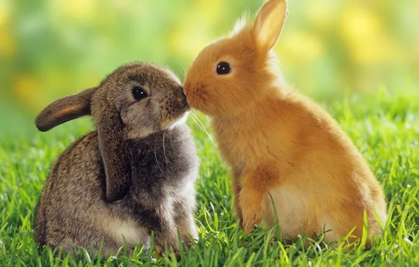 Животные, любовь, кролики