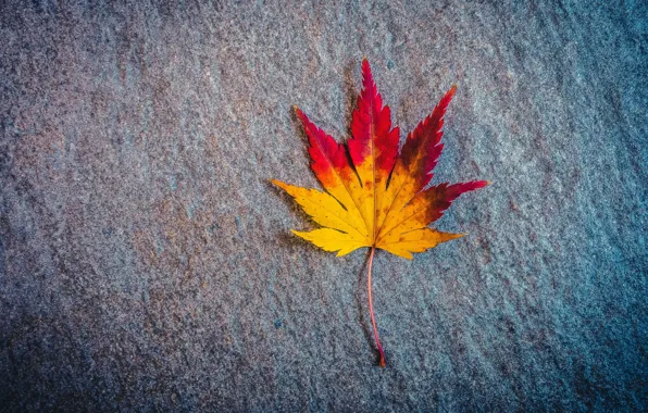Осень, поверхность, лист, кленовый