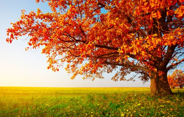 Картинка поле, осень, трава, листья, дерево