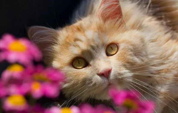 Картинка кошка, взгляд, цветы, мордочка, боке, рыжий кот