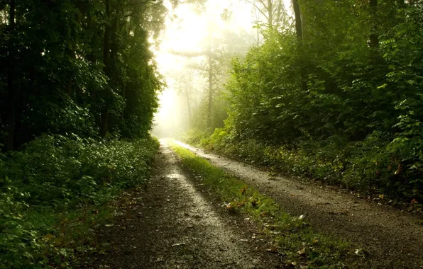 Дорога, лес, природа, туман