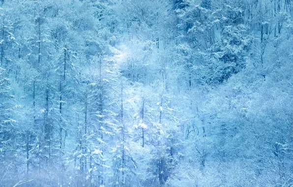 Зима, иней, лес, свет, снег, деревья, ветки, природа