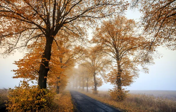 Картинка Autumn, morning, foggy