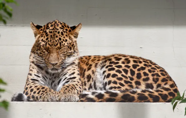 Картинка кошка, леопард, амурский