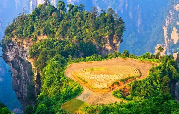 China, forest, trees, field, landscape, nature, mountains, rocks