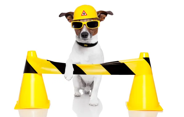 Собака, юмор, желтые, очки, белый фон, шлем, Джек-рассел-терьер, дорожные конусы