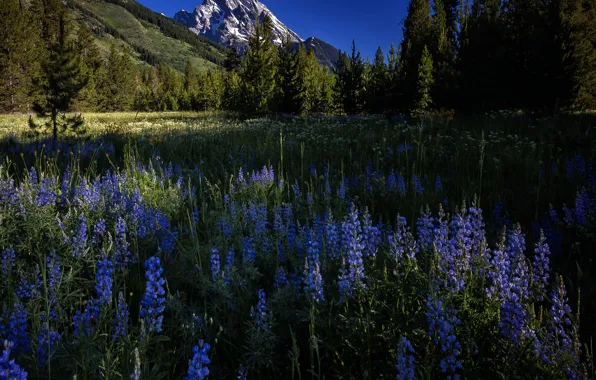Картинка небо, горы, красота, цветение, Grand Teton National Park