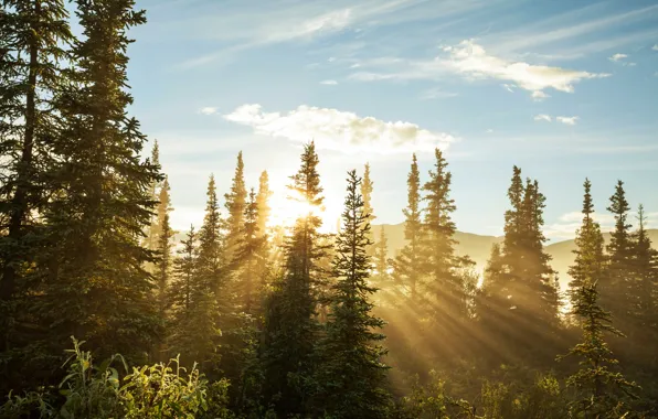 Картинка лес, деревья, ели, лучи солнца
