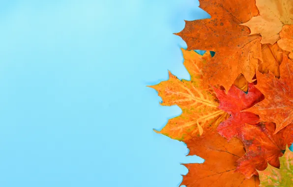 Осень, листья, фон, colorful, клен, autumn, leaves, осенние