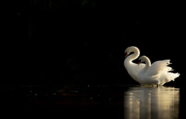 Свет, птицы, пара, белые, черный фон, лебеди, водоем, два лебедя