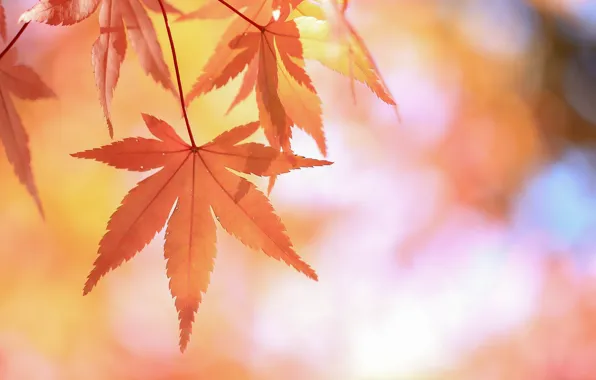Картинка листья, ветка, красные, японский клен