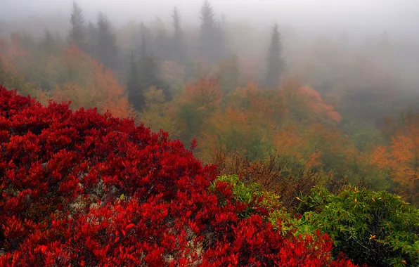 Картинка природа, осень, деревья, туман