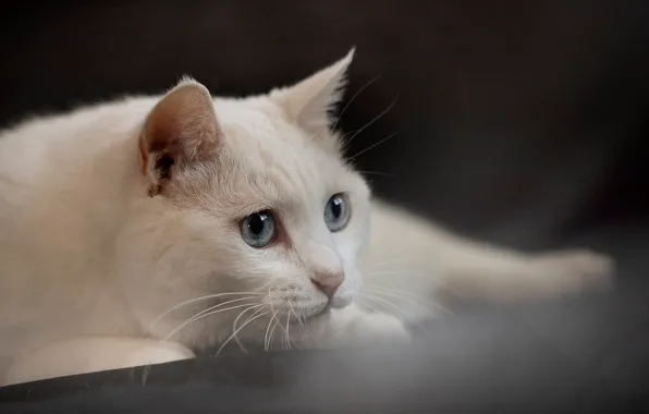 Кошка, кот, взгляд, поза, портрет, лежит, белая, голубые глаза