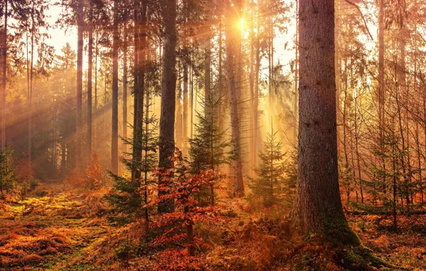 Лес, лучи, свет, деревья