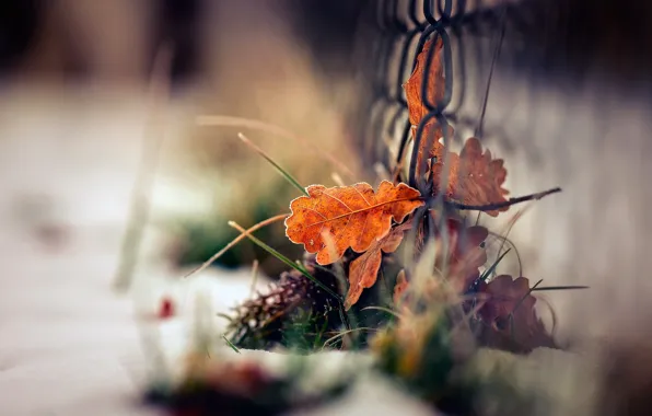 Картинка зима, осень, трава, листья, макро, снег, сетка, листва